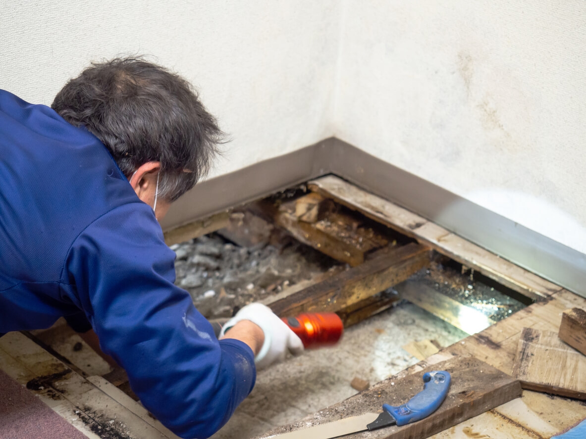 Mold Menace: Tackling Mold in Your Home