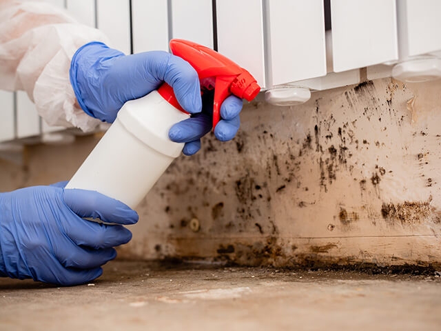 Mold & Mildew Removal