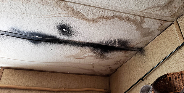 Mold Remediation Services | Colorado Springs, CO | PRSCS - mold-image-1