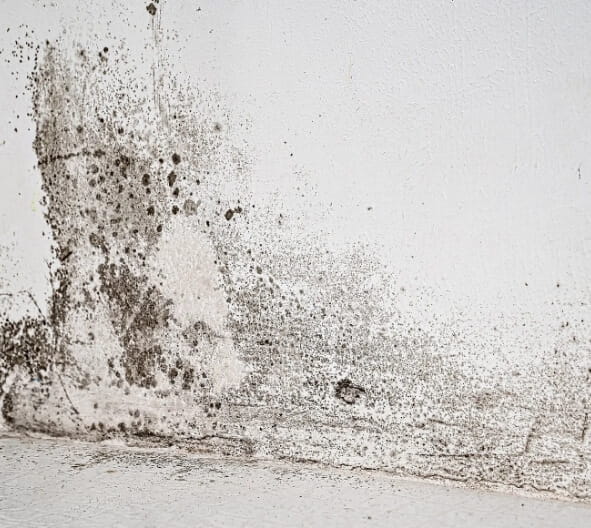 Mold Remediation Property Restoration Solutions